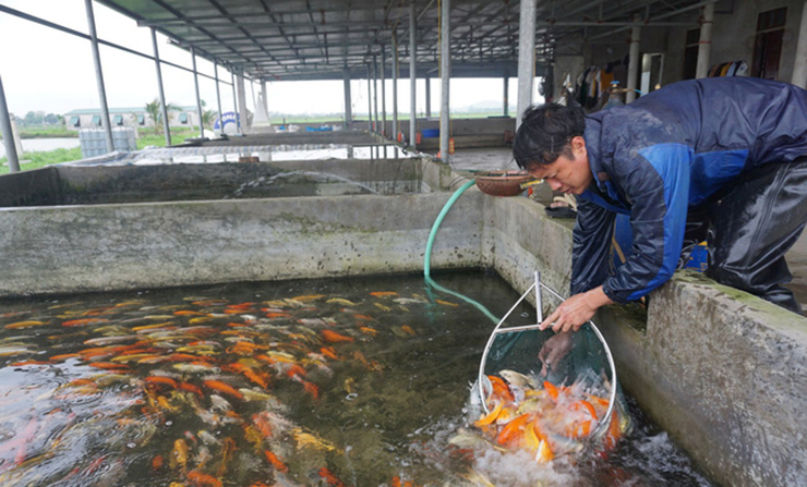 Anh Phạm Đức Thuần (huyện Vụ Bản, Nam Định) đang sở hữu mô hình rộng 20ha, thu về 1 tỷ đồng/năm
