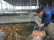 Thị trường - Tiêu dùng - Loài cá sống dai cả thế kỉ, nhiều người Việt nuôi có trăm triệu &quot;đút túi&quot;