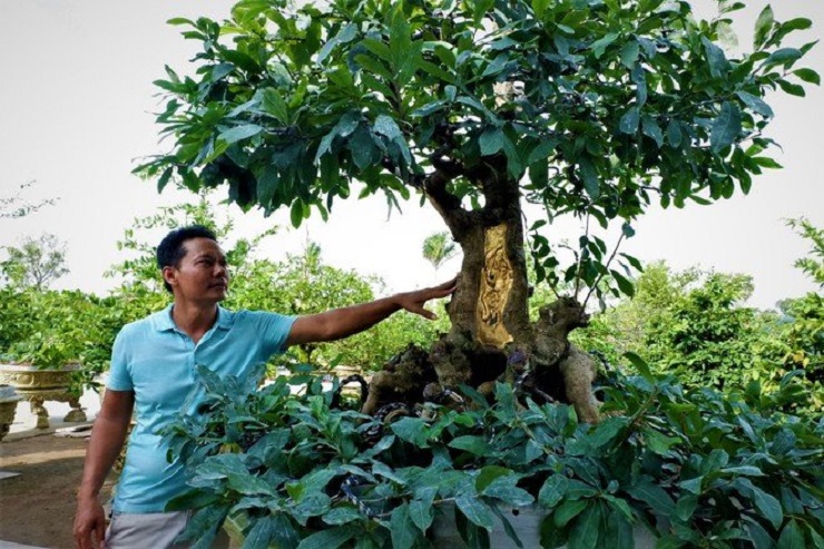 Gốc mai vàng nổi tiếng,&nbsp;thu hút nhiều người tham quan