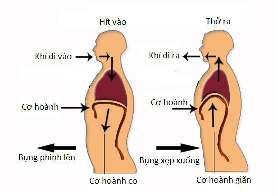 Thở cơ hoành.