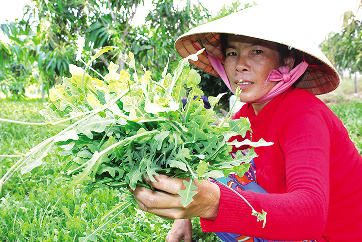 Trước đây, loại cây này ít người biết đến, dân đem nhổ vứt đi
