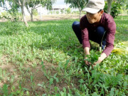 Thị trường - Tiêu dùng - &quot;Lộc trời&quot; xưa vứt đi, nay đem về trồng không cần chăm vẫn có tiền triệu