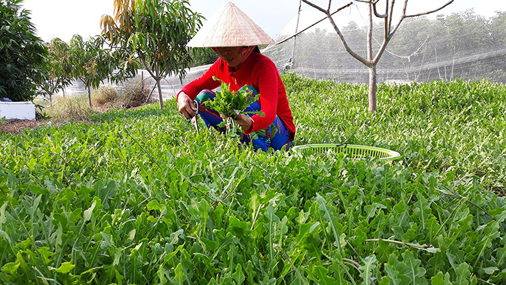 Cây sâm biển còn có tên gọi khác là sa sâm, mọc trên bãi cát ven biển và được phát hiện vào năm 1981
