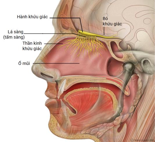 Cấu tạo cơ quan khứu giác của con người.