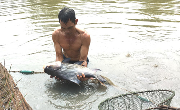 Người miền Tây truyền miệng rằng ăn thịt cá hô rất may mắn. Thịt cá hô không dai như thịt lợn hay thịt bò mà dai và có lớp sụn mỏng; không bở như thịt một số loại cá khác
