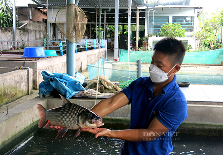 Trên thị trường, cá hô có giá khoảng 300.000 – 400.000 đồng/kg, một con cá hô 10-15kg có giá lên tới vài triệu đồng nhưng nhiều người vẫn săn lùng để chế biến thành các món đặc sản
