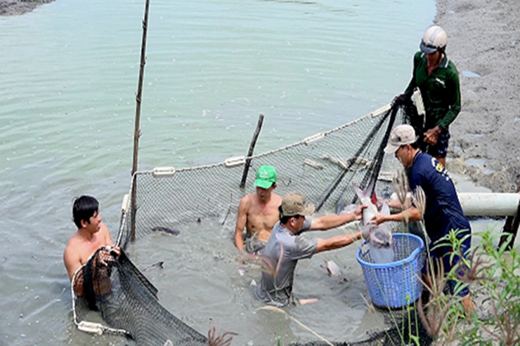 Ông Trần Quốc Nam ở ấp 3, xã Thạnh Hòa, huyện Phụng Hiệp (tỉnh Hậu Giang) dùng diện tích mặt nước 2.000 m2 để nuôi cá hô.
