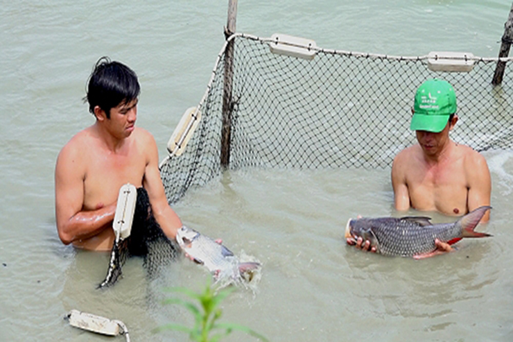 Năm 2020, ông Nam thu được 3,7 tấn cá hô, giá bán cá hô là 300.000 đồng/kg. Ông Nam thu được 1,11&nbsp;tỷ đồng, trừ chi phí &nbsp;95 triệu đồng, ông còn lợi nhuận 1,015 tỷ đồng.
