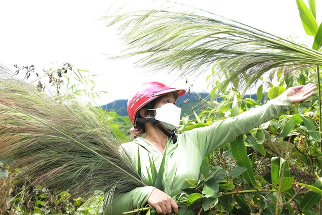 Theo anh Dùng, đót là loại cây cỏ dại mọc trên các triền núi, lưng đồi. Mỗi năm cây đót nở đúng một lần, thường vào đầu Xuân. Ra Tết khoảng tháng rưỡi, người dân tập trung hái bông đót về làm nguyên liệu kết chổi đót - một vật dụng phổ biến trong gia đình. Cây đót mọc nhiều ở khu vực đỉnh núi Ea Rớt, các tiểu khu 1148, 1153, 1163 địa bàn giáp ranh giữa xã Cư Pui, Cư Đrăm, huyện Krông Bông và một phần huyện M’Đrắk thuộc dãy Chư Yang Sin.