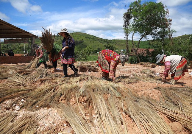 Việc phơi đót thuê cũng giải quyết việc làm cho nhiều lao động tại địa phương với thu nhập từ 150.000 - 200.000 đồng/người/ngày.