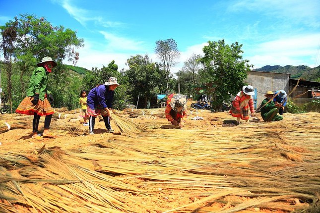 Bà Nguyễn Thị Thu, chủ đại lý chuyên thu mua đót ở xã Cư Pui cho biết, năm nay giá thu mua cao hơn năm ngoái khoảng 5-7%. Dự kiến năm 2022, gia đình bà sẽ thu mua từ 140-150 tấn đót, bán cho các cơ sở sản xuất chổi ở tỉnh Khánh Hòa.