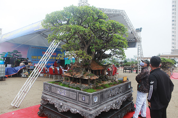 Du khách đến dạo chơi, chiêm ngưỡng dàn cây “triệu đô”&nbsp;