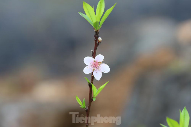 Mùa hoa đào nở ở Hà Giang thường bắt đầu từ tháng 11 đến tận tháng 3 dương lịch.