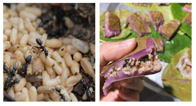 Bánh trứng kiến - 2