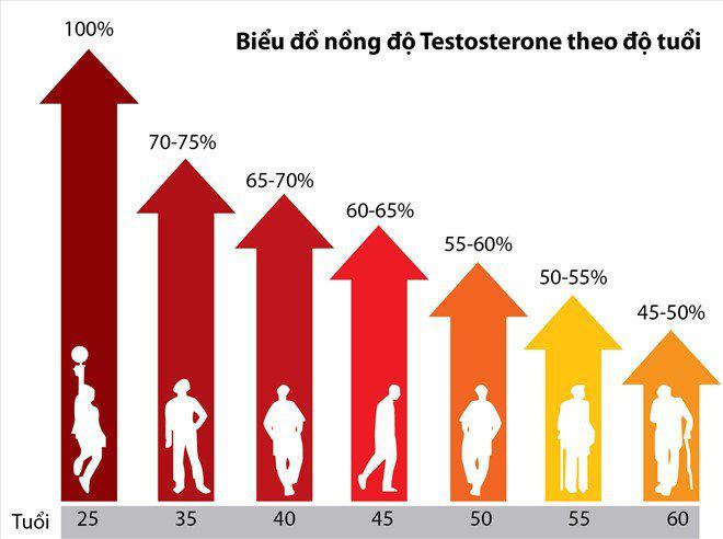 Biểu đồ nồng độ testosterone của nam giới theo độ tuổi.