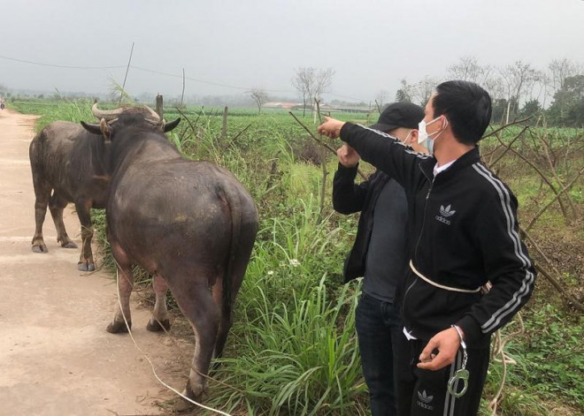 Nhóm nghi phạm sử dụng xe tải để đi trộm trâu của người dân