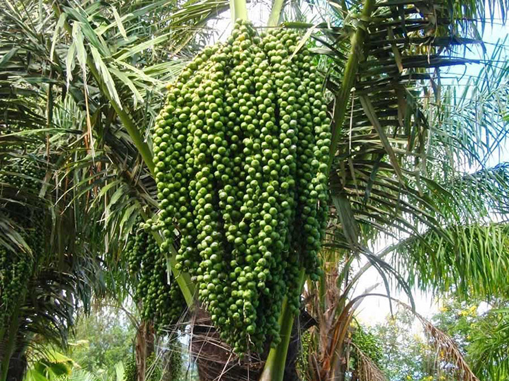 Cây đác (còn có tên gọi khác là cây đoát, cây đoác, cây tà vạt, cây dừa núi) là một loại cây hoang dã thường mọc ở khu vực khí hậu nhiệt đới châu Á, có mặt khắp nơi từ Malaysia, Indonesia, Philippines…
