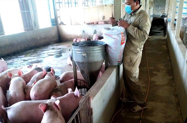 Giá thức ăn chăn nuôi tiếp tục tăng cao khiến người chăn nuôi nguy cơ thua lỗ nặng. Ảnh: Dương Hưng