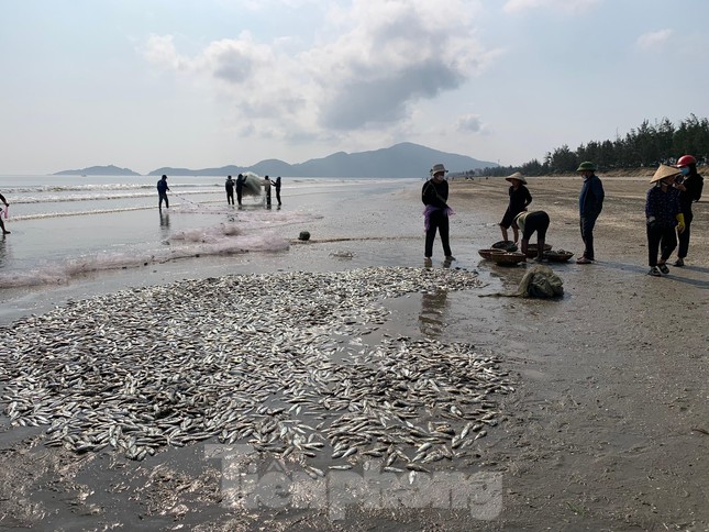 Ngư dân Phan Thanh Đạt (trú thôn Hoà Bình, xã Thịnh Lộc) cho hay, anh tham gia thả lưới đánh bắt cá gần bờ cùng 10 ngư dân khác từ mùng 6 Tết đến nay. Hầu như ngày nào trời nắng, biển lặng thì được rất nhiều cá đù. Có thời điểm kéo vào một mẻ được 2 tấn cá, thu về hơn 40 triệu đồng.