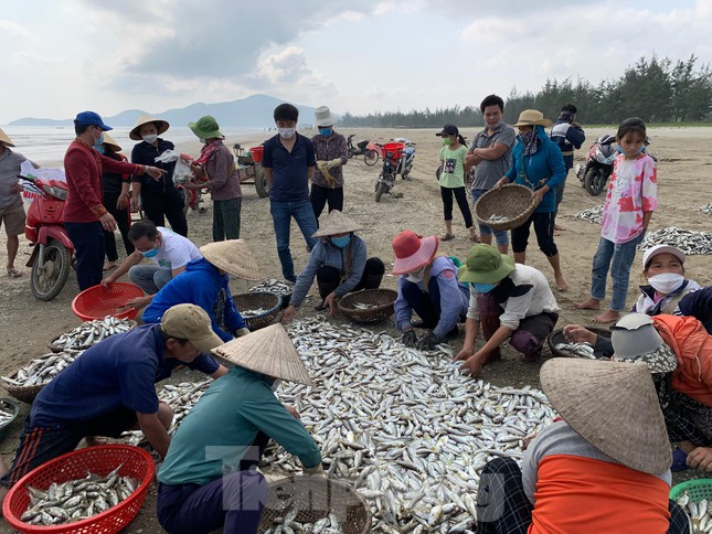 Ngư dân huyện Lộc Hà dùng lưới dài khoảng 200-400 mét để vây bắt cá gần bờ khoảng 1 hải lý. Mỗi lần bủa lưới có khoảng 12 ngư dân tham gia.