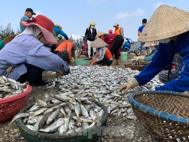 Ngư dân cho hay, chưa năm nào lại bắt được nhiều cá đù như vậy. Được xem là thời điểm "vàng" có nhiều cá đù nên mỗi ngày ngư dân bủa lưới đánh bắt từ sáng cho đến chiều muộn mới nghỉ.