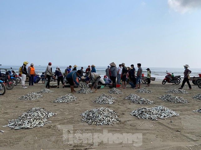 Những ngày qua, vùng biển gần bờ Hà Tĩnh xuất hiện các luồng cá đù lớn. Có những đợt lưới kéo lên hàng tấn cá đù khiến ngư dân bất ngờ.