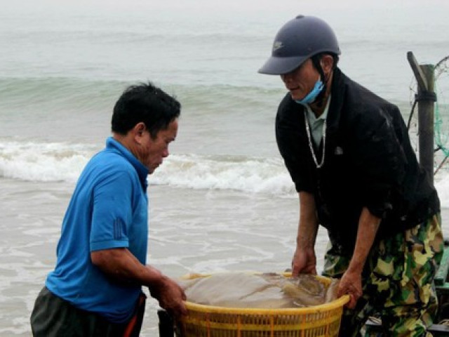 Ngư dân Hà Tĩnh được 'lộc trời' ngày rét tê tái