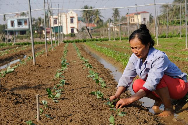 Xăng dầu tăng, cùng với nhiều nguyên nhân khác khiến rau xanh tăng giá.