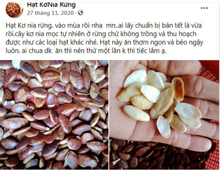 Trên thị trường, hạt kơ nia rừng Tây Nguyên bán với giá từ 120.000-200.000 đồng/kg, tùy loại hạt chín hay hạt sống, còn có cả hạt kơ nia rang muối cho khách lựa chọn
