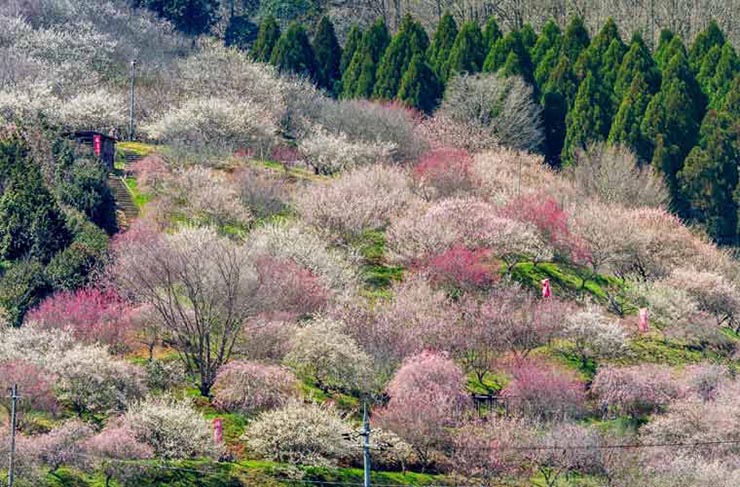 14. Okayama Korakuen là từng là nơi an cư của Tsunamasa Ikeda, lãnh chúa phong kiến ​​thứ hai ở Okayama cách đây 300 năm. Ông đã cho xây dựng một khu vườn tản bộ với diện tích rất lớn làm nơi an cư cho mình. Có khoảng 100 cây mận được trồng trong khuôn viên và du khách có thể ghé đến thưởng hoa và trà.
