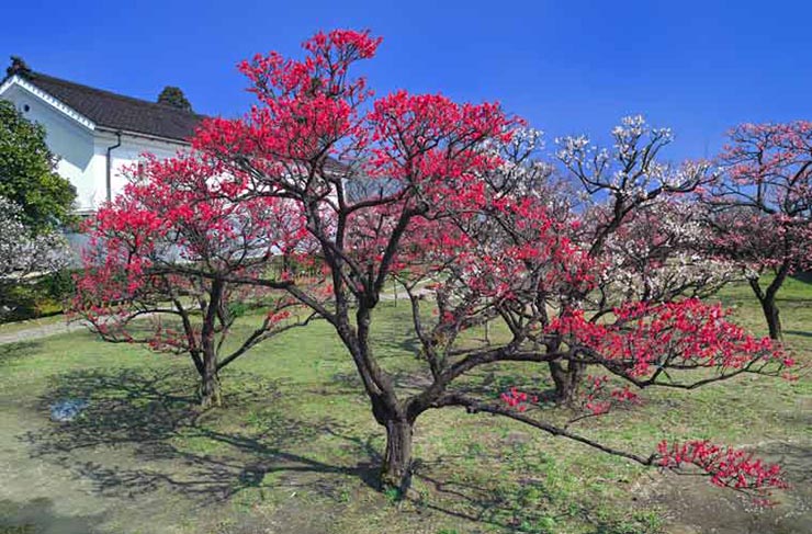 8. Furouen là một trong những địa điểm ngắm hoa mận nở nổi tiếng nhất tỉnh Yamanashi, mở cửa từ năm 1897. Có khoảng 30 loại mận khác nhau được trồng ở đây, lối đi dạo giống như mê cung, xa hơn nữa có một đài quan sát nhìn thấy được núi Phú Sĩ và dãy Alps phía nam.
