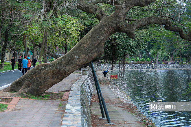 Nhiều thân cây lớn nghiêng đổ và phải dùng đến các thanh sắt để chống đỡ.