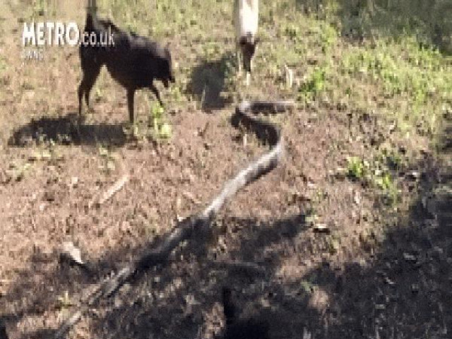 Video: Hổ mang chúa dài 2,4 mét đụng độ 4 con chó nhà và cái kết bất ngờ