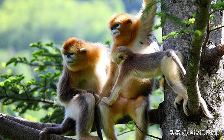 15. Ngoài ra, Shennongjia còn là di sản thiên nhiên thế giới chưa được khám phá, có các loài sinh vật quý hiếm và tài nguyên khan hiếm. Sự xâm nhập của con người có thể làm xáo trộn hệ sinh thái. Việc cấm đi sâu dựa trên cơ sở bảo vệ hệ sinh thái và tránh những nguy hiểm tiềm ẩn. 


