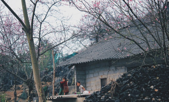 Mùa xuân là mùa hoa của Tây Bắc với đủ loài hoa khoe sắc