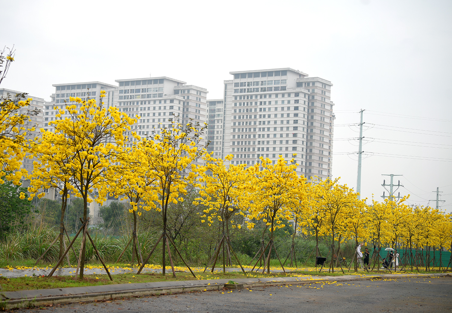 Đến khu đô thị ParkCity Hà Nội trong thời gian này, chúng ta sẽ dễ bắt gặp khung cảnh "nhuộm" vàng cả một vùng trời bởi những hàng cây phong linh đang vào mùa bung nở rực rỡ nhất.