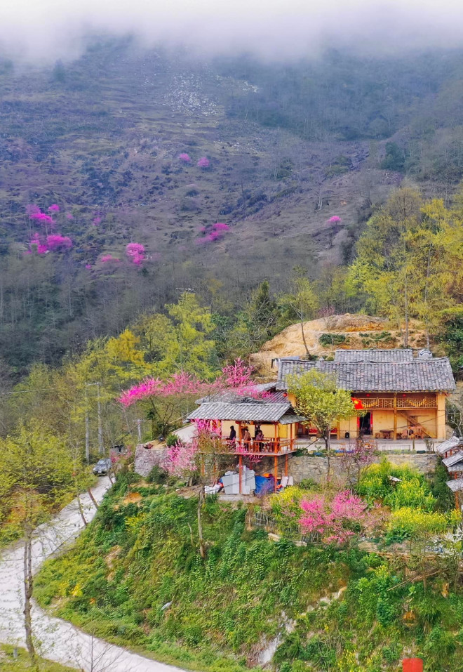 Mùa hoa đào nở muộn ở cao nguyên đá Hà Giang - 2