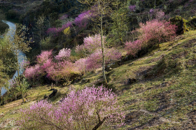 Mùa hoa đào nở muộn ở cao nguyên đá Hà Giang - 4