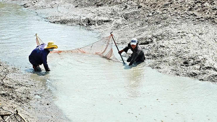 Cứ vào mùa - khoảng tháng 9, tháng 10 hàng năm, người dân các tỉnh Tây Nam Bộ lại cơ hội kiếm thêm thu nhập nhờ nghề bắt cá lòng tong
