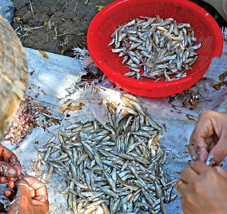 Loại cá bé tí này được gọi là cá &#34;nhà nghèo&#34; bởi ngày xưa nhà nghèo mới ăn, giá lại cực kỳ rẻ.
