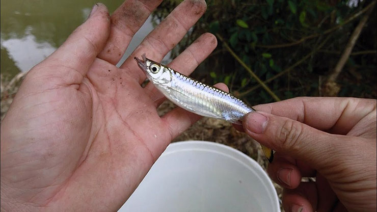 Cá lòng tong kho tiêu hay nấu canh tập tàng là món ăn gắn liền với tuổi thơ của những người sinh ra, lớn lên ở miền sông nước
