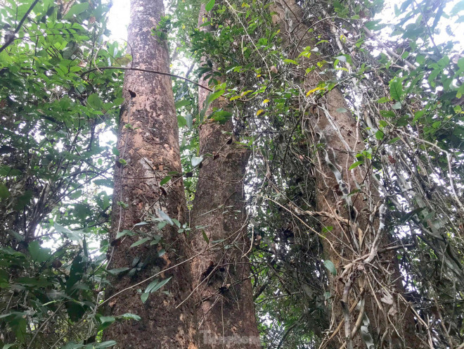 Những cây đinh hương nằm sâu bên trong các lối mòn có khá nhiều loại cây ký sinh, dây leo chằng chịt bám vào.