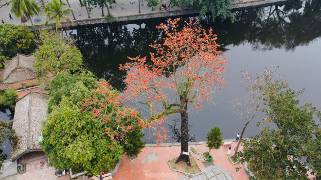 Cây gạo còn có tên gọi khác là mộc miên, hồng miên hay pơ lang. Đây là loài cây ở vùng nhiệt đới với thân cây cao và thẳng, lá rụng vào mùa đông. Hoa gạo màu đỏ với 5 cánh hoa.