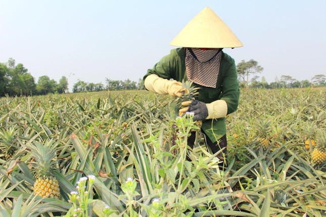 Nông dân xã Tân Thắng thu hoạch dứa