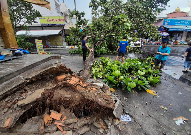 Một cây bàng bị bật gốc trên đường Quốc Hương, phường Thảo Điền