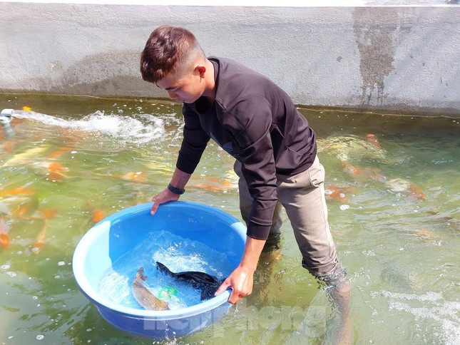 Cá koi có màu sắc, kích cỡ khác nhau