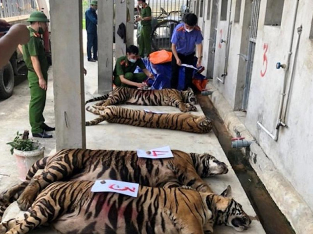 Người nuôi nhốt 14 con hổ như nuôi heo ở Nghệ An bị phạt 7 năm tù