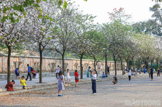Một trong những điểm ngắm hoa ban đẹp nhất là trên đường Hoàng Diệu, đối diện khu vực Đài tưởng niệm Bắc Sơn.