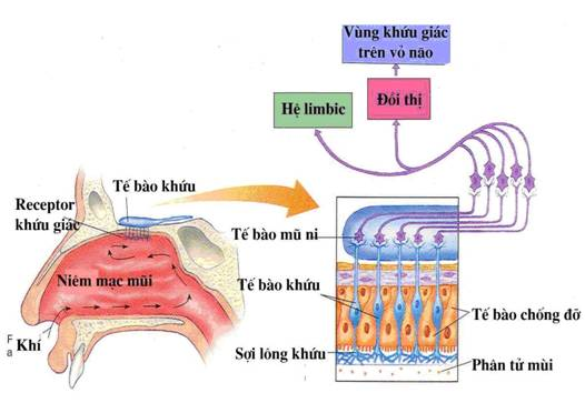 Hoạt động của khứu giác.