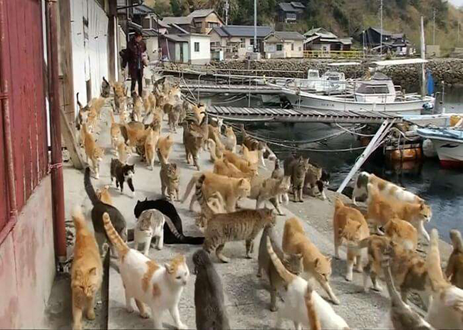 Đảo Tashirojima, Nhật Bản: Còn được gọi là “Đảo mèo”, hòn đảo nhỏ ở Nhật Bản này chỉ có gần 100 cư dân sinh sống nhưng có một số lượng lớn mèo gấp nhiều lần số người sống ở đây.
